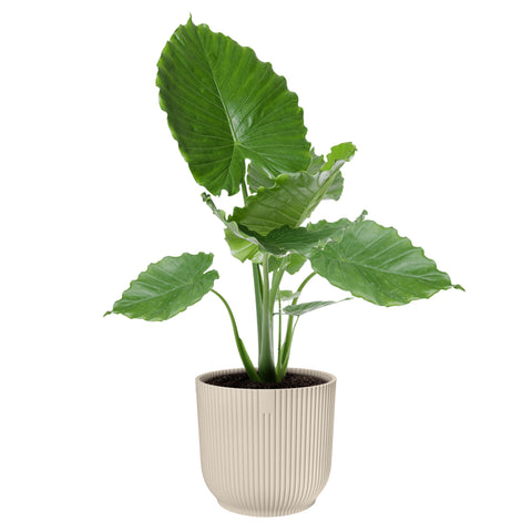 Vaso Da Fiori 1,4L Boardee BASIC 14,4x14,4x13 Cm, Marrone | Leroy Merlin - Foto 5