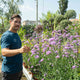 Simegarden Verbena bonariensis 17 cm