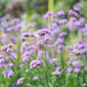 Simegarden Verbena bonariensis 17 cm