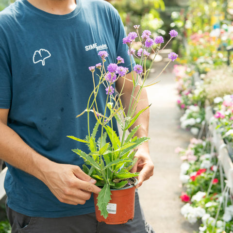 Simegarden Verbena rigida 14 cm
