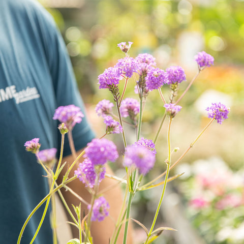 Simegarden Verbena rigida 14 cm
