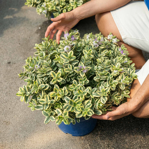 Simegarden Veronica variegata 29 cm XL - OFFERTA