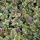 Simegarden Veronica variegata
