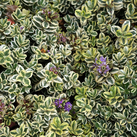 Simegarden Veronica variegata
