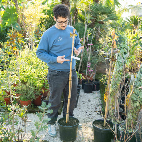 Simegarden Viburno palla di neve 24 cm - alberello