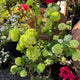Simegarden Viburnum palla di neve 24 cm