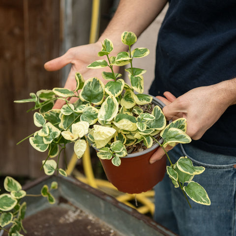 Simegarden Vinca major Variegata 17 cm