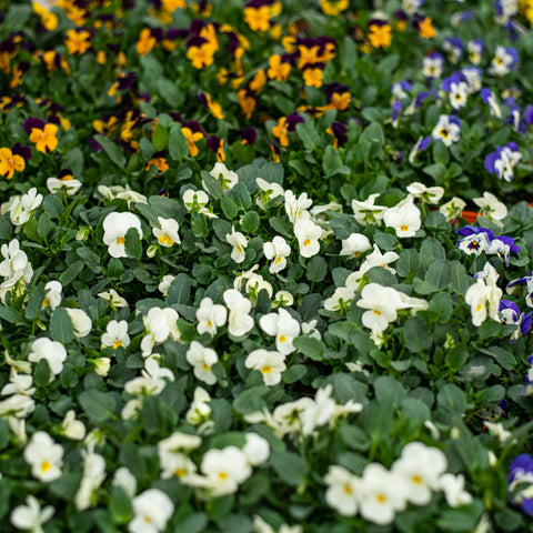 Simegarden Viola del pensiero 14 cm