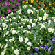 Simegarden Viola del pensiero 14 cm