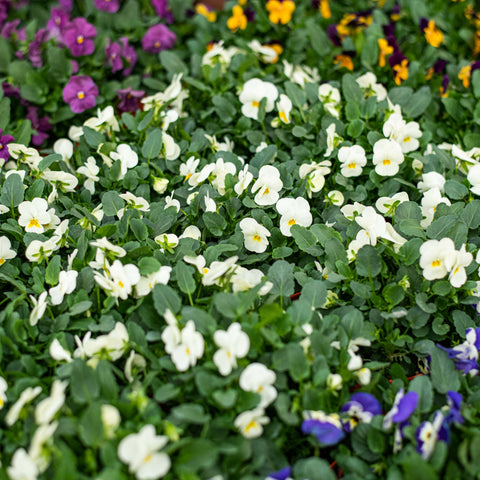 Simegarden Viola del pensiero 14 cm