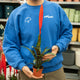 Simegarden Vriesea era