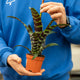 Simegarden Vriesea era 9 cm