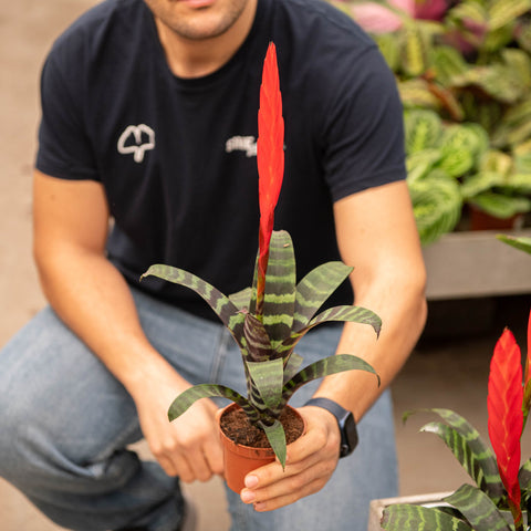 Simegarden Vriesea era 9 cm - XXL