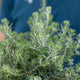 Simegarden Westringia fruticosa