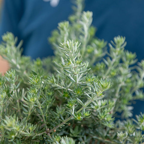 Simegarden Westringia fruticosa