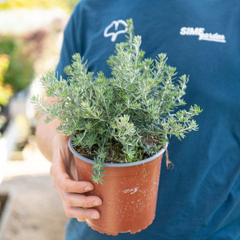 Simegarden Westringia fruticosa 17 cm