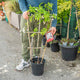 Simegarden Wisteria brachybotris shiro kapitan 24 cm