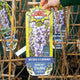 Simegarden Wisteria floribunda cecilia 24 cm