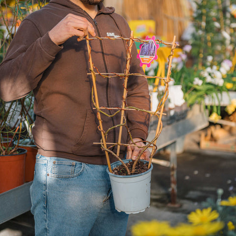 Simegarden Wisteria sinensis 17 cm