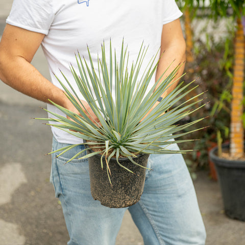Simegarden Yucca rostrata 21 cm