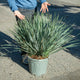 Simegarden Yucca rostrata 30 cm
