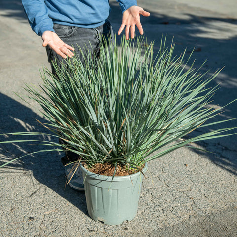 Simegarden Yucca rostrata 30 cm