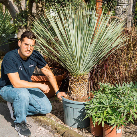 Simegarden Yucca rostrata 35 cm - XXL