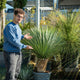 Simegarden Yucca rostrata 40 cm