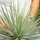 Simegarden Yucca rostrata