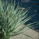 Simegarden Yucca rostrata