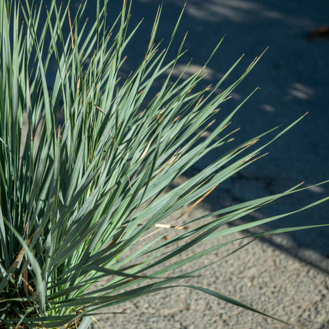 Simegarden Yucca rostrata