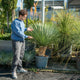 Simegarden Yucca rostrata