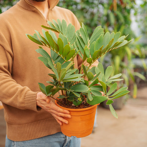 Simegarden Zamia furfuracea 20 cm