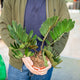 Simegarden Zamia furfuracea