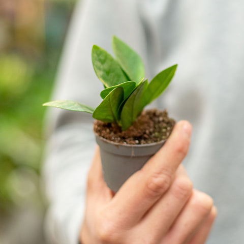 Simegarden Zamioculcas