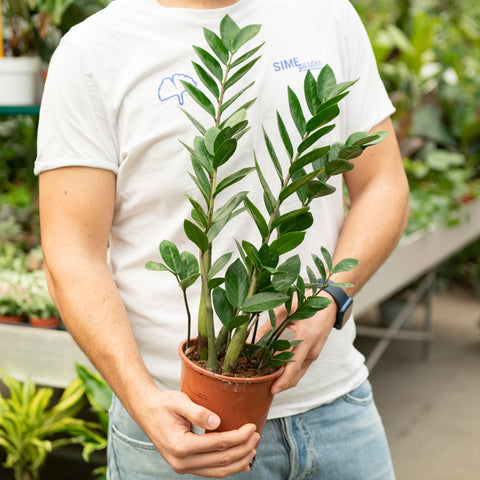 Simegarden Zamioculcas 17 cm