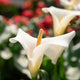 Simegarden Zantedeschia calla 21 cm / Bianco