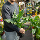 Simegarden Zantedeschia calla 21 cm / Bianco