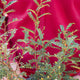 Simegarden Zanthoxylum beecheyanum 18 cm