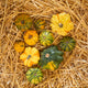 Simegarden Zucche ornamentali 10 / Basic