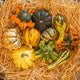 Simegarden Zucche ornamentali 10 / Premium