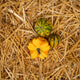 Simegarden Zucche ornamentali 3 / Basic