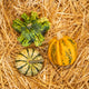 Simegarden Zucche ornamentali 3 / Premium