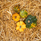 Simegarden Zucche ornamentali 5 / Basic