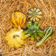 Simegarden Zucche ornamentali 5 / Premium