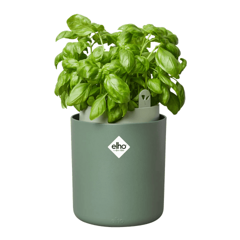 ELHO Vaso di coltivazione Basilico