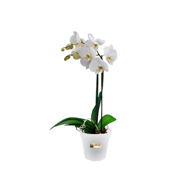 Vaso per orchidee green basics – Simegarden