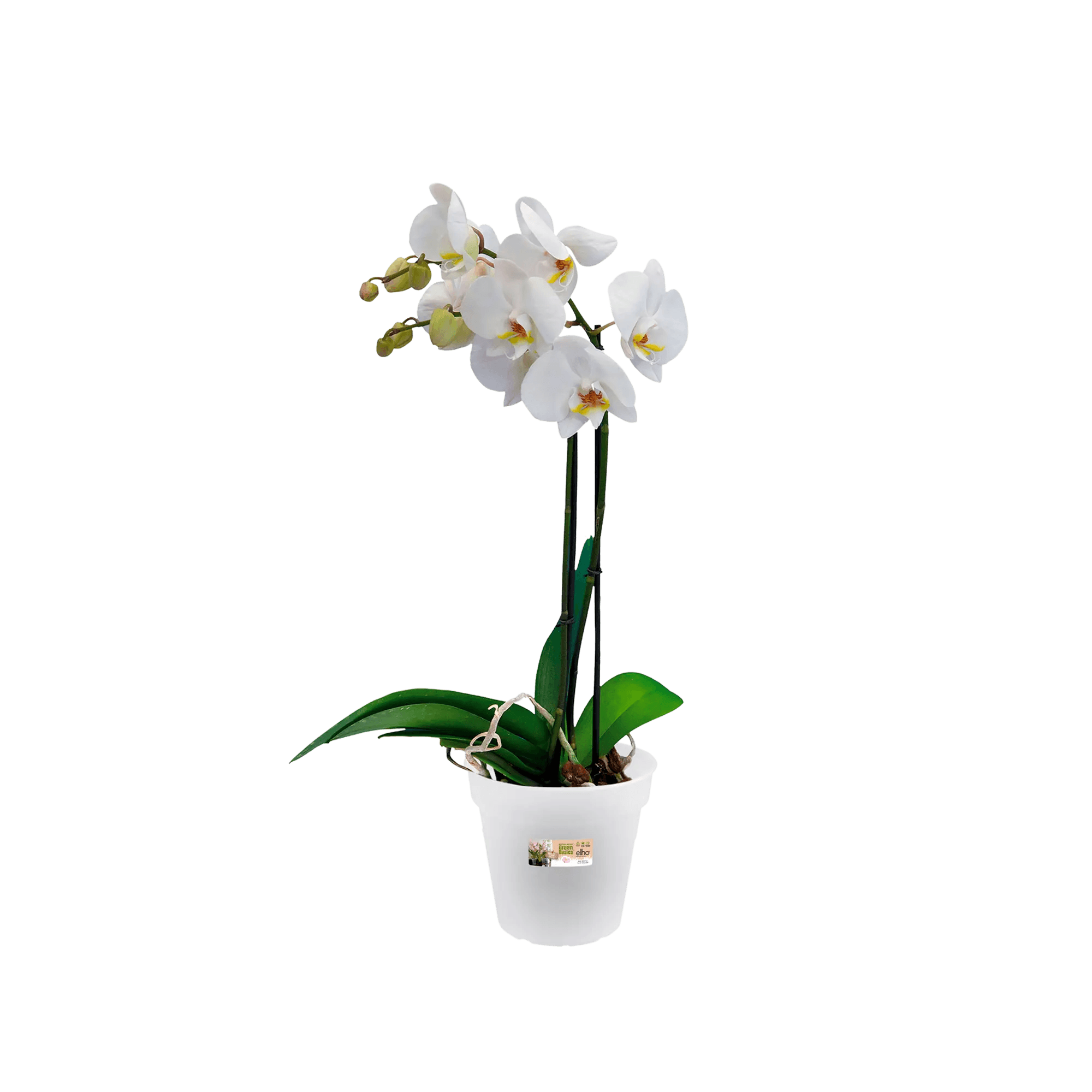 Vaso per orchidee green basics – Simegarden