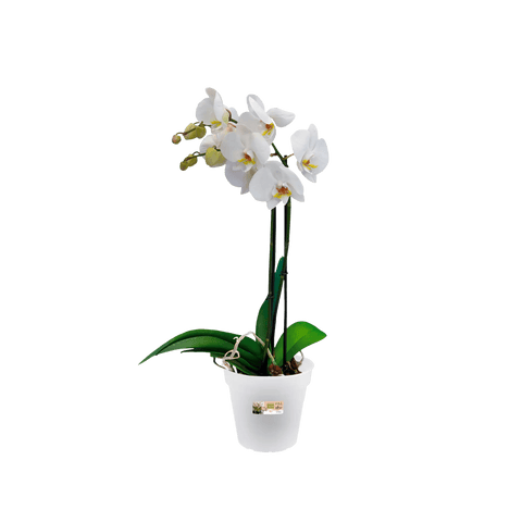 ELHO Vaso di coltivazione orchidee green basics