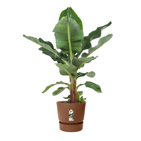 Kit vasi per giardinaggio: stili e dimensioni per ogni es Kit vasi per giardinaggio: stili e dimensioni per ogni es